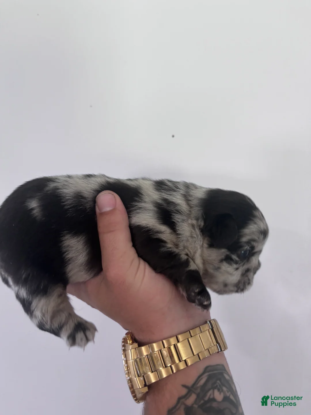 French Bulldog dogs for sale: Puppy 5 - Ad 2