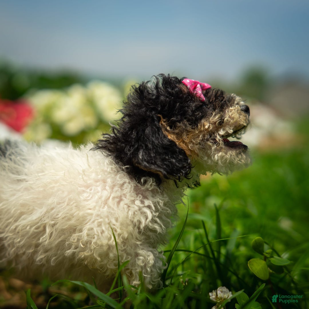 Toy Poodle dogs for sale: Sunshine - Ad 8