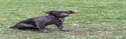 German Shorthaired Pointer dogs for sale: German Shorthaired Pointer 3 - Ad 2