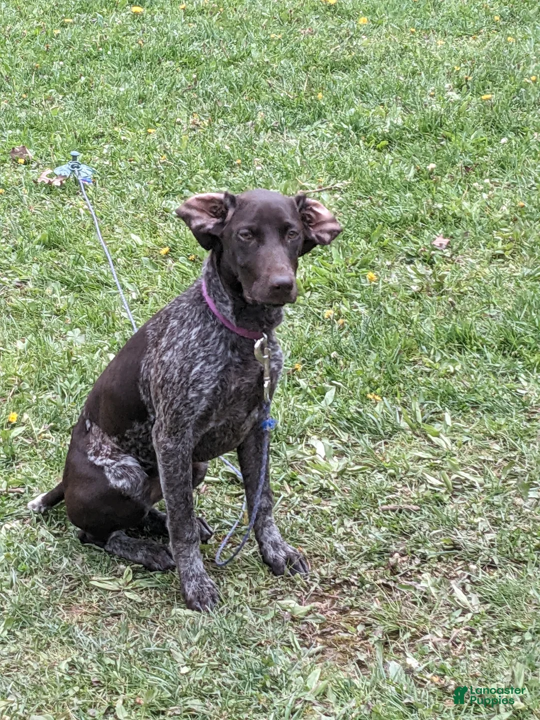 German Shorthaired Pointer dogs for sale: German Shorthaired Pointer 3 - Ad 2