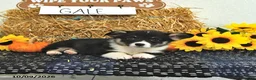 Welsh Corgi Pembroke dogs for sale: Gale - Ad 4