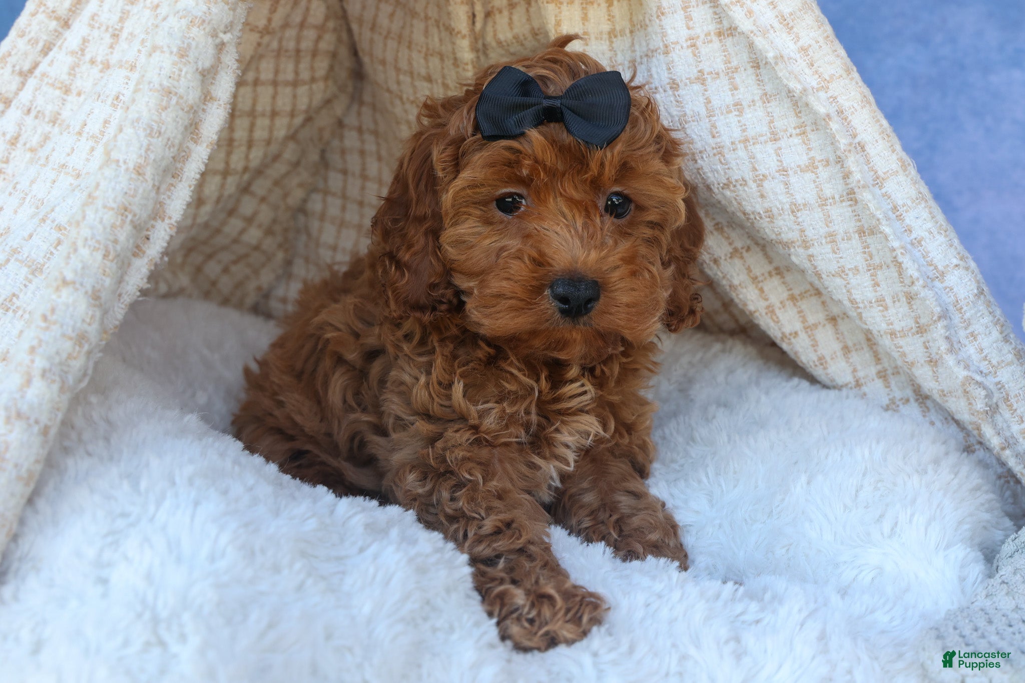 Cavapoo dogs for sale: ROMEO - Ad 5