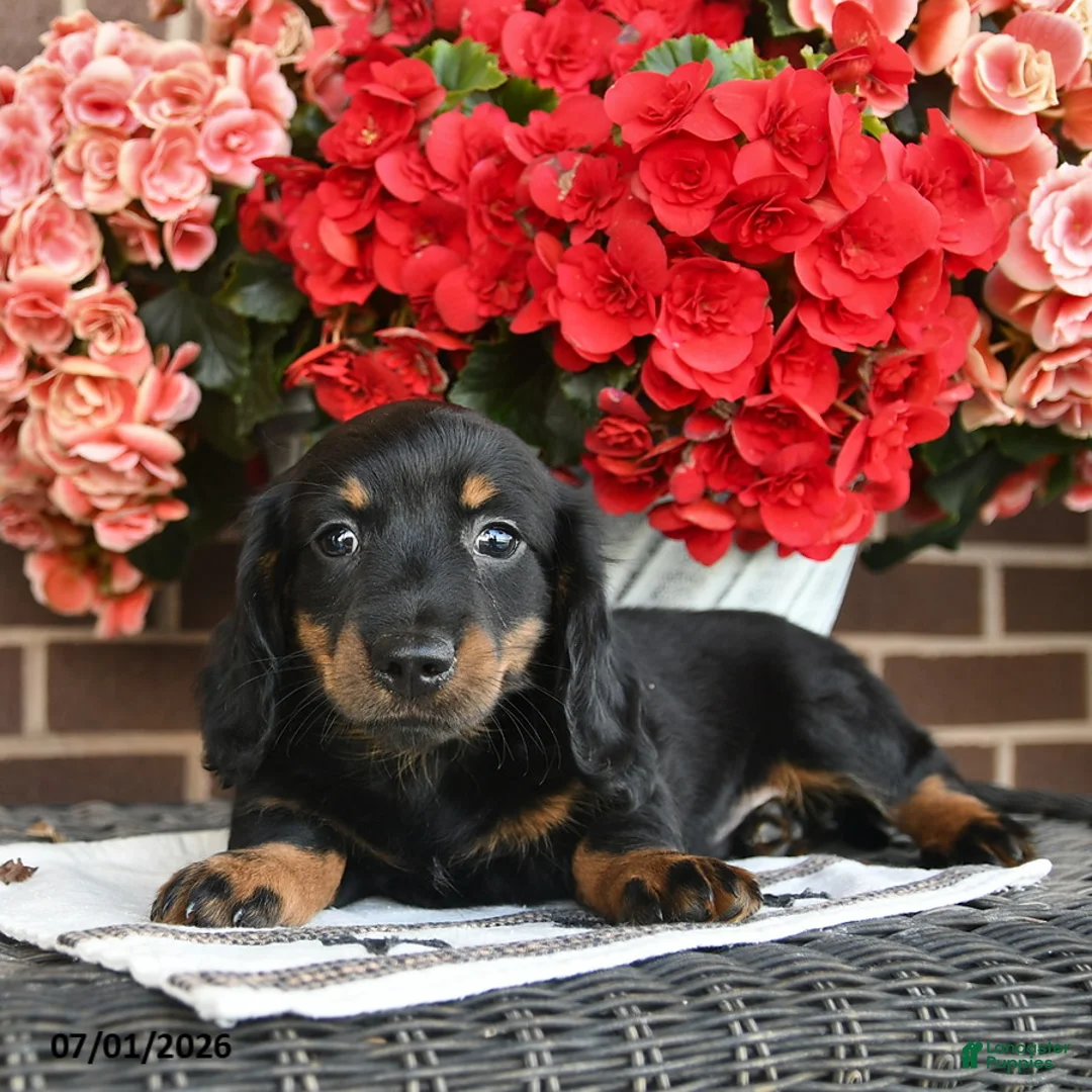 Miniature Dachshund dogs for sale: Teddy  - Ad 2
