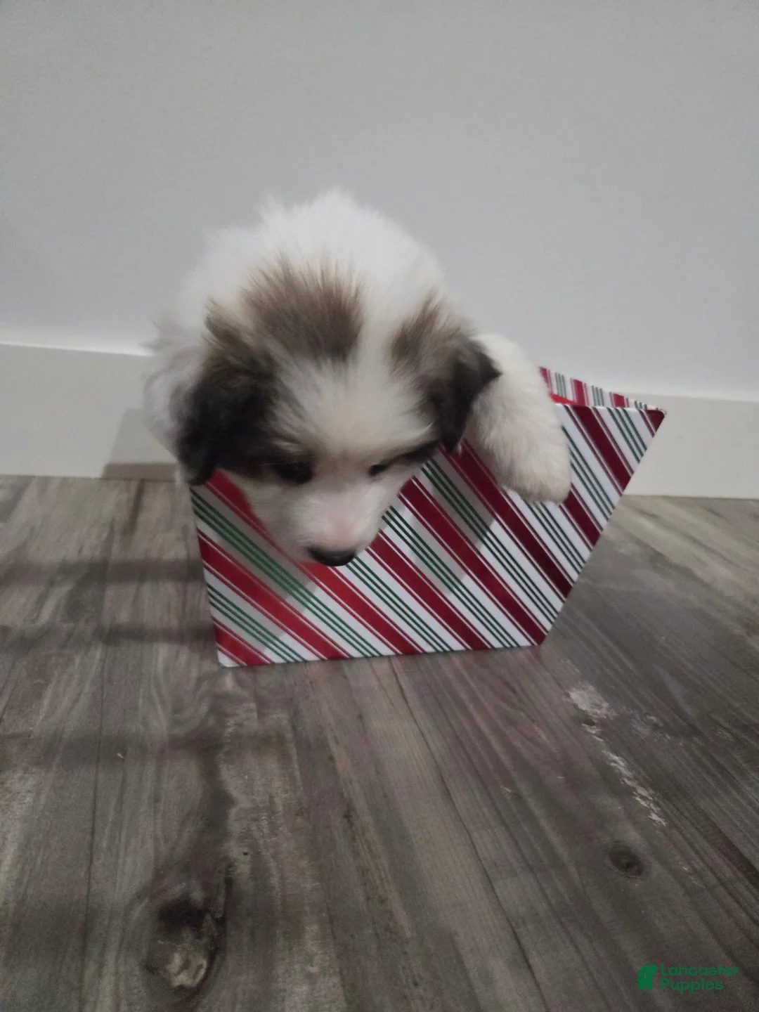 Great Pyrenees dogs for sale: Ralphie - Ad 14