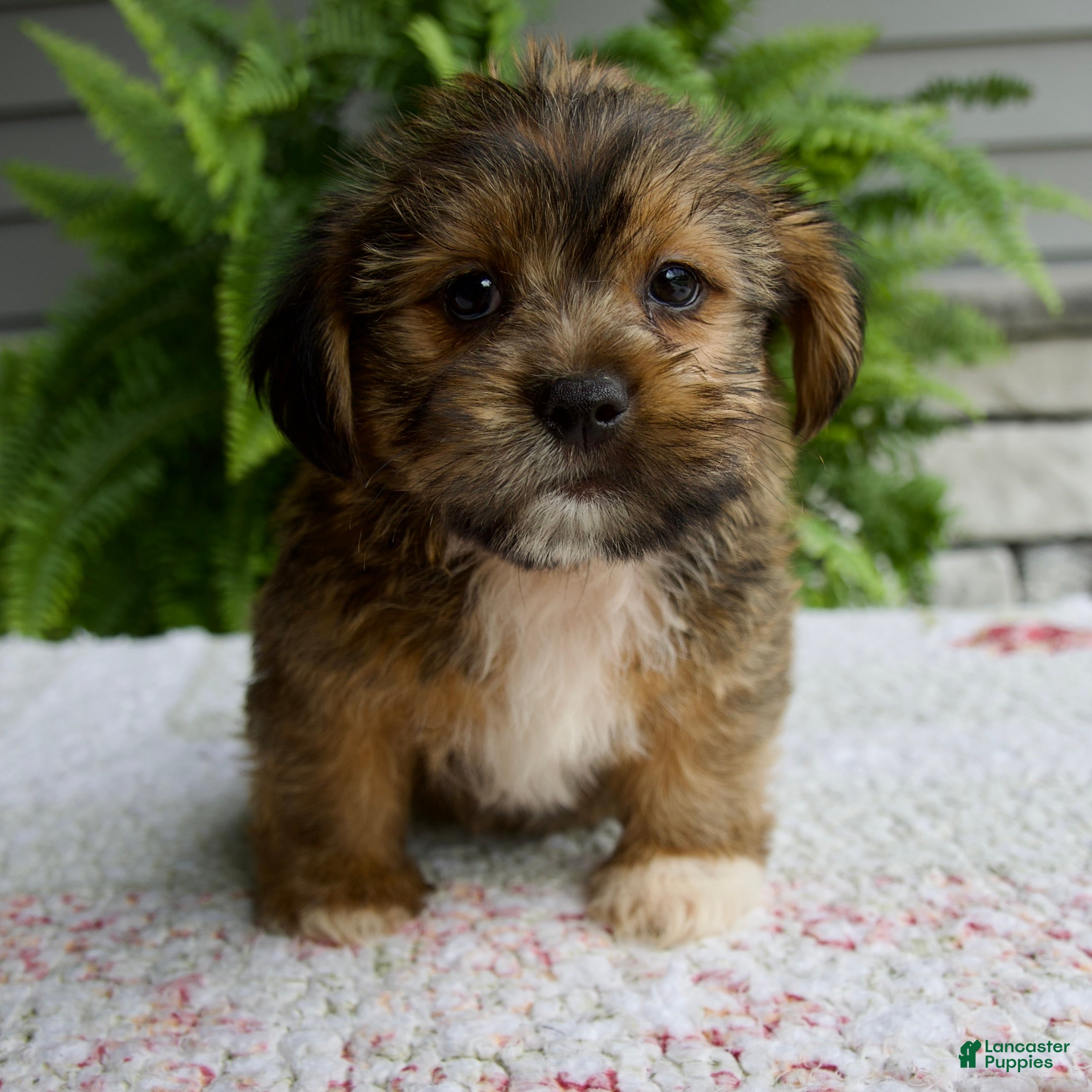 Shorkie dogs Silas - Ad 1