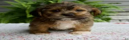 Shorkie dogs for sale: Silas - Ad 1