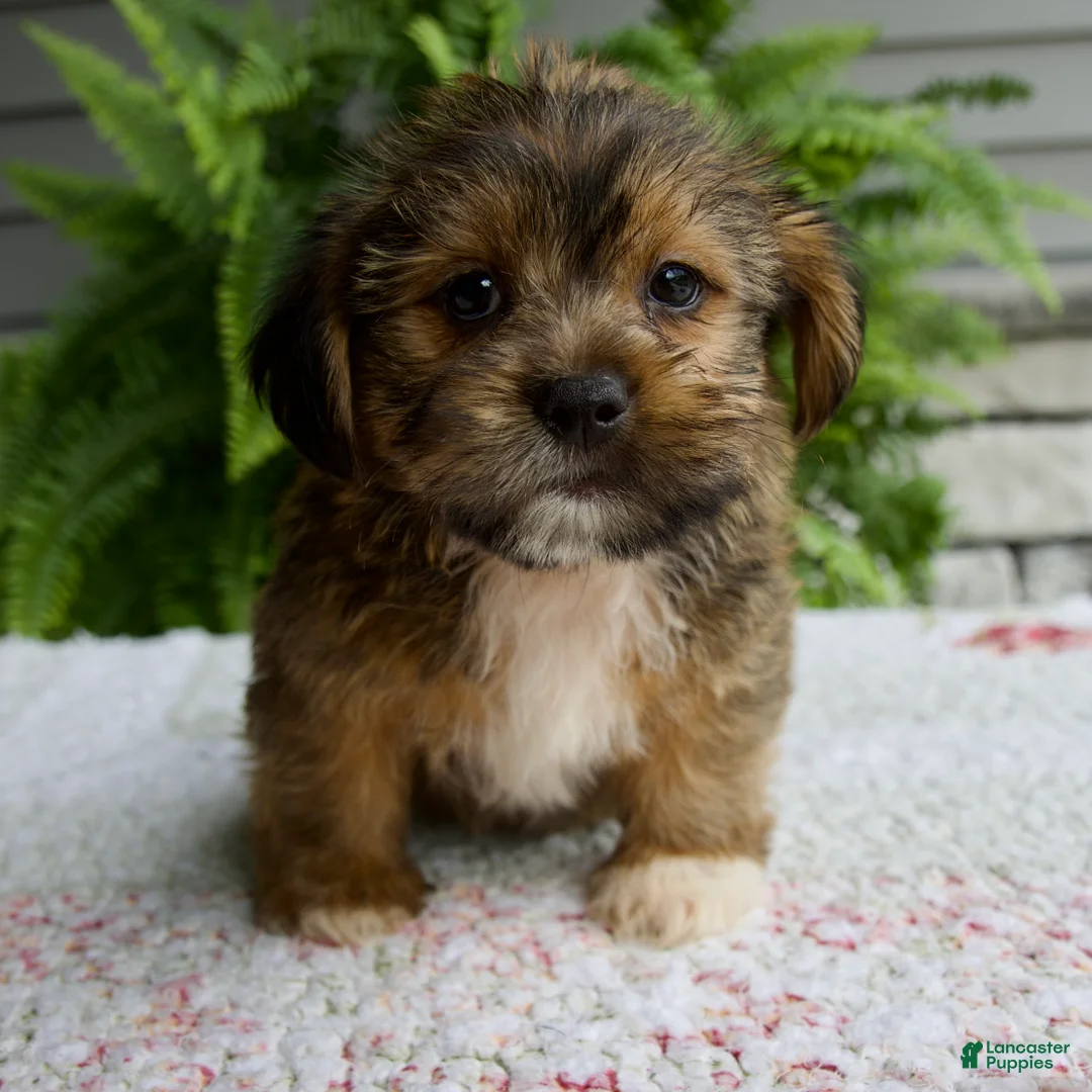 Shorkie dogs for sale: Silas - Ad 1