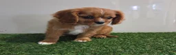 Cavalier King Charles Spaniel dogs for sale: Chloe - Ad 5