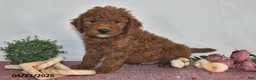 Goldendoodle dogs for sale: Milo - Ad 4