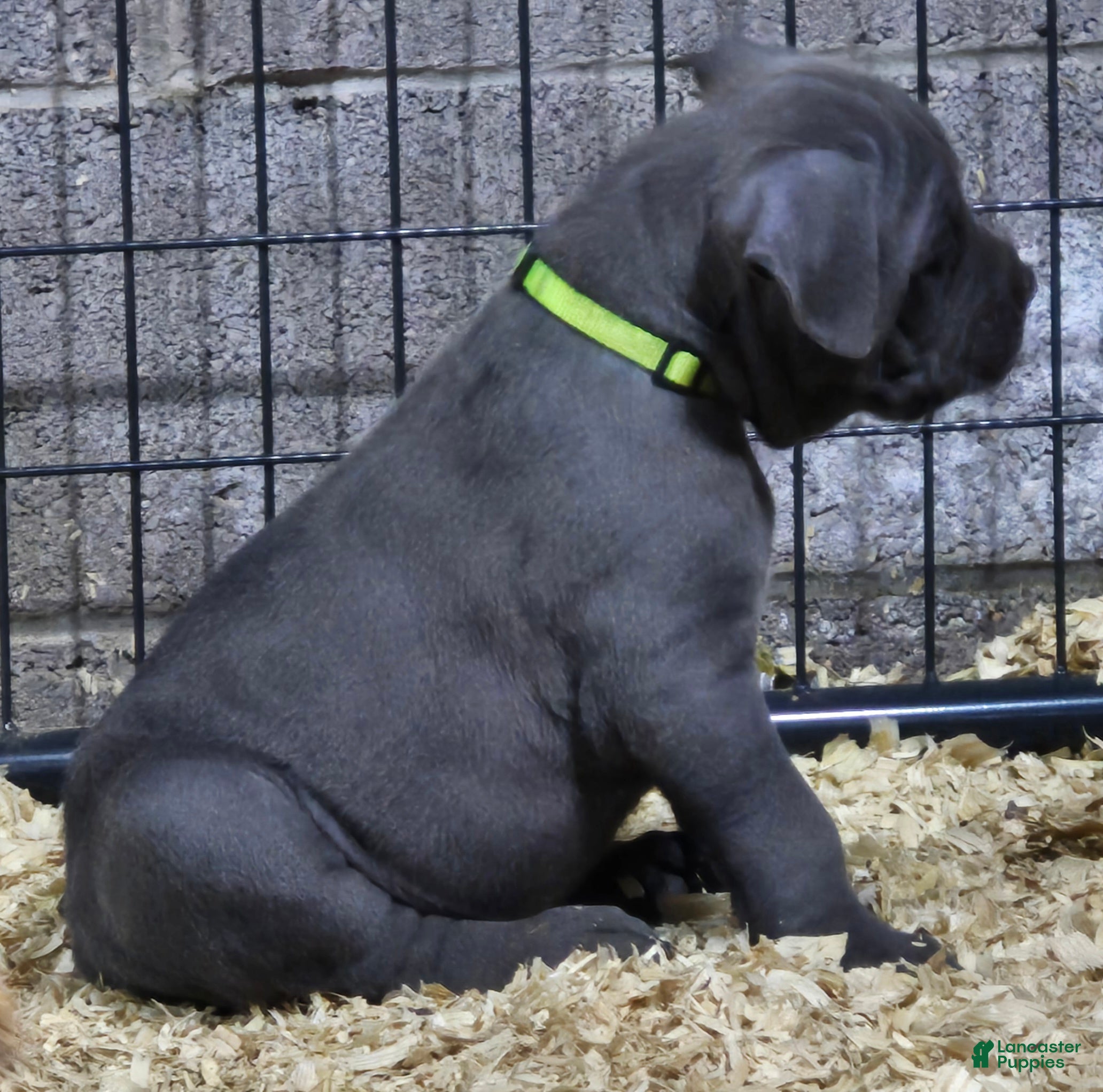 Cane Corso dogs for sale: Cane Corso Puppy 1 fisher - Ad 1