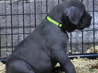 Cane Corso dogs for sale: Cane Corso Puppy 1 fisher - Ad 1