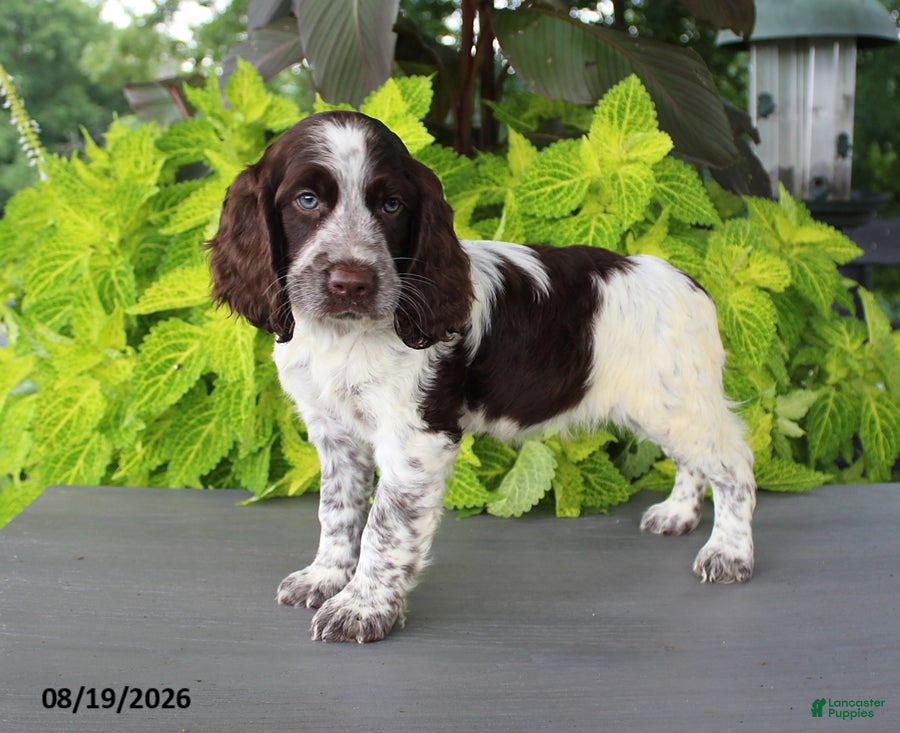 English Springer Spaniel dogs Mooney - Ad 1