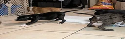 American Pit Bull Terrier dogs for sale: Shadow - Ad 5