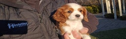 Cavalier King Charles Spaniel dogs for sale: Val - Ad 2