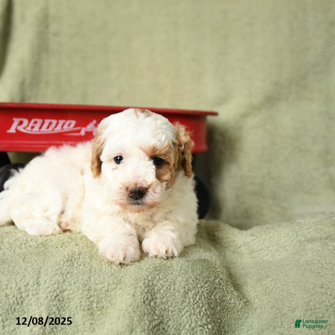 Havapoo dogs for sale: Lexi  - Ad 3