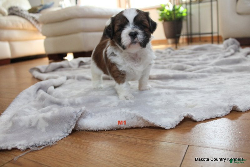 Malshi dogs Ozzy - Ad 2