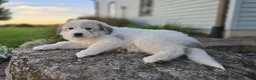 Great Pyrenees dogs for sale: Molly - Ad 5