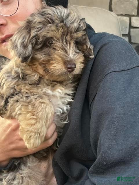 Mini Aussiedoodle dogs for sale: Nutmeg Miniature Aussiedoodle  - Ad 2