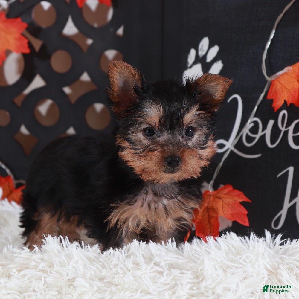 Yorkshire Terrier dogs Dolly - Ad 8