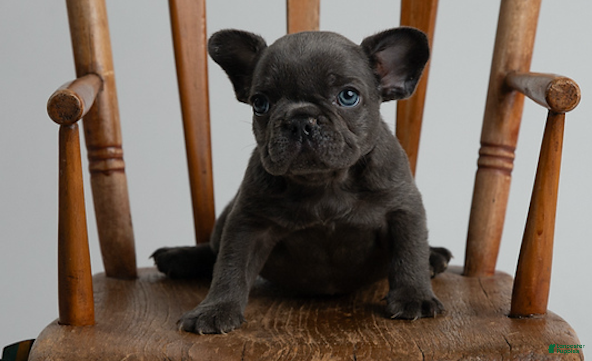 French Bulldog dogs blue boy - Ad 1