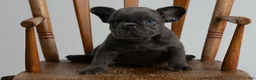 French Bulldog dogs for sale: blue boy - Ad 2