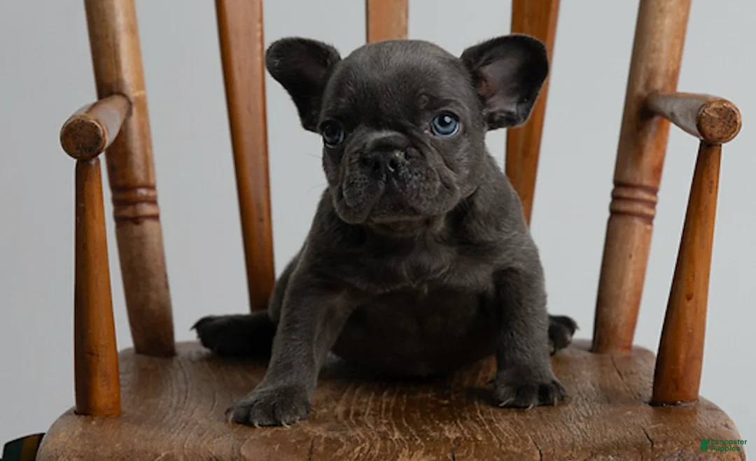 French Bulldog dogs for sale: blue boy - Ad 2