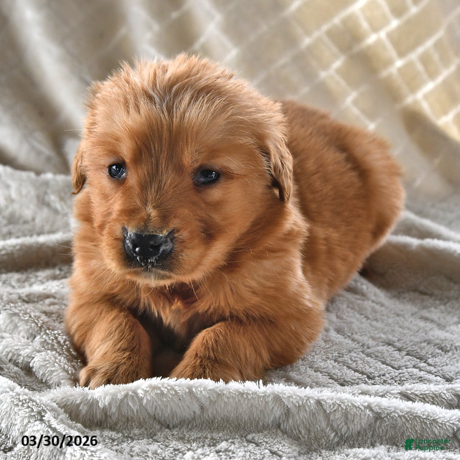 Golden Retriever dogs Betsy - Ad 2