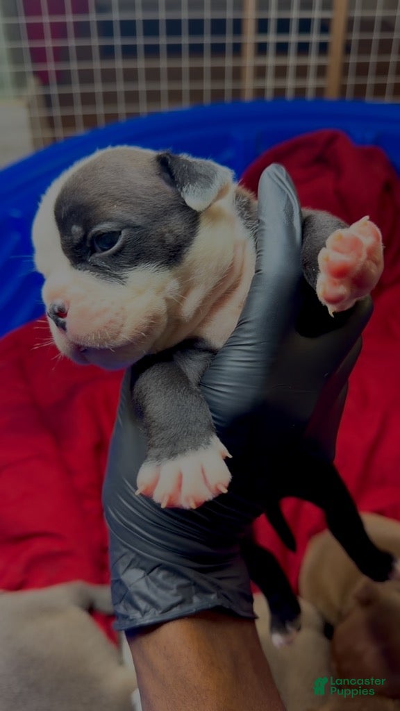 American Bully dogs for sale: Black-and-white Boy  - Ad 3