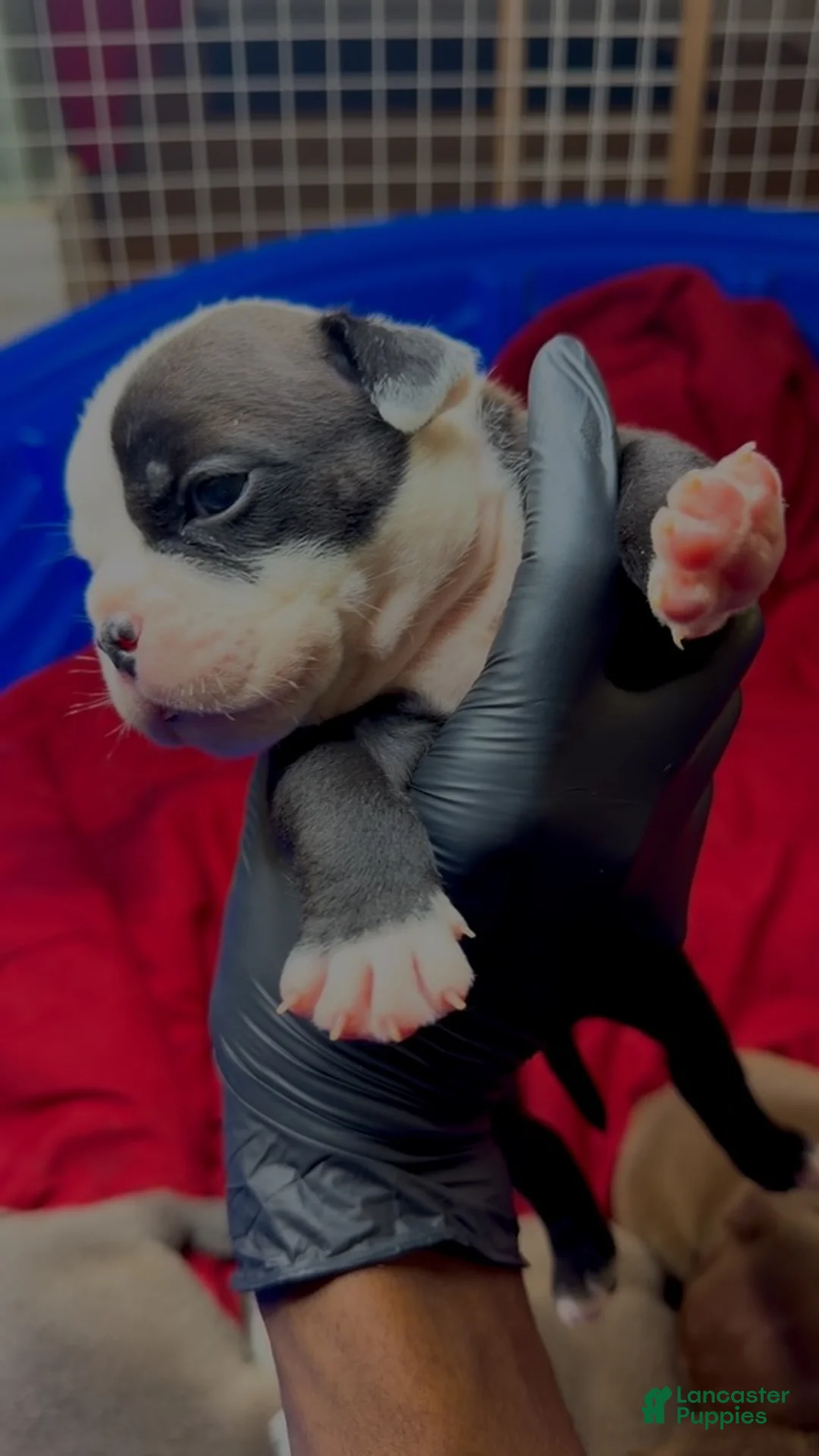 American Bully dogs for sale: Black-and-white Boy  - Ad 1