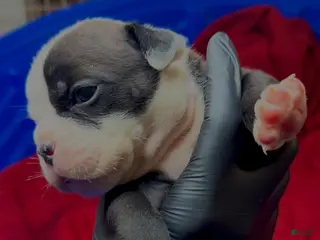 American Bully dogs Black-and-white Boy - Ad 1