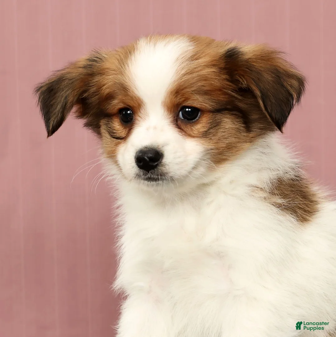 Papillon dogs for sale: Mack - Ad 9