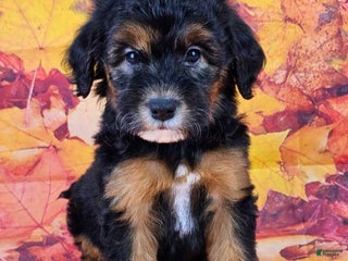 Mini Sheepadoodle dogs - Ad 4