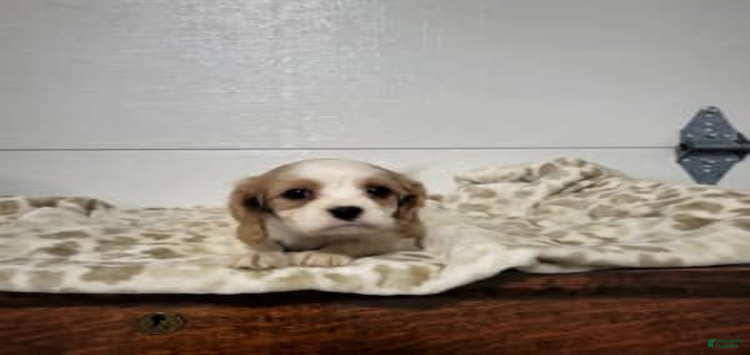 Gallery Image {{count}}