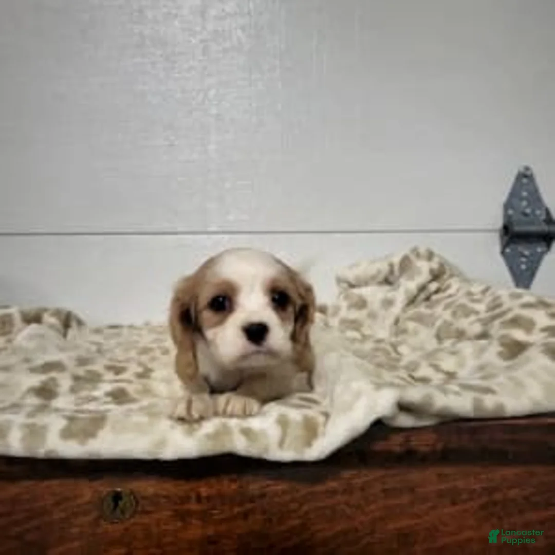 Gallery Image {{count}}