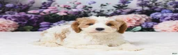 Cavapoo dogs for sale: Tyla - Ad 2
