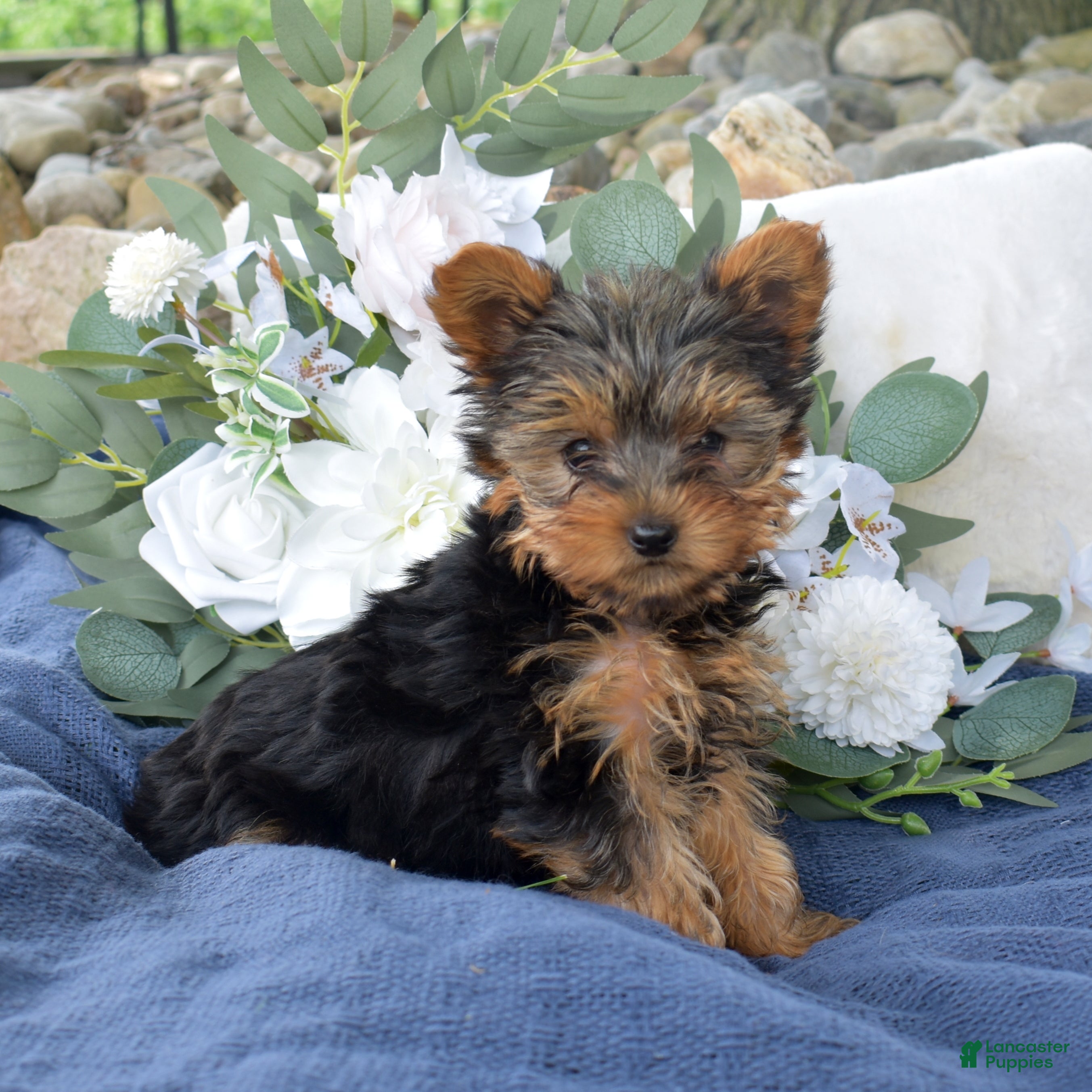 Yorkshire Terrier dogs Pretzel - Ad 1