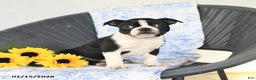 Boston Terrier dogs for sale: Christa - Ad 2