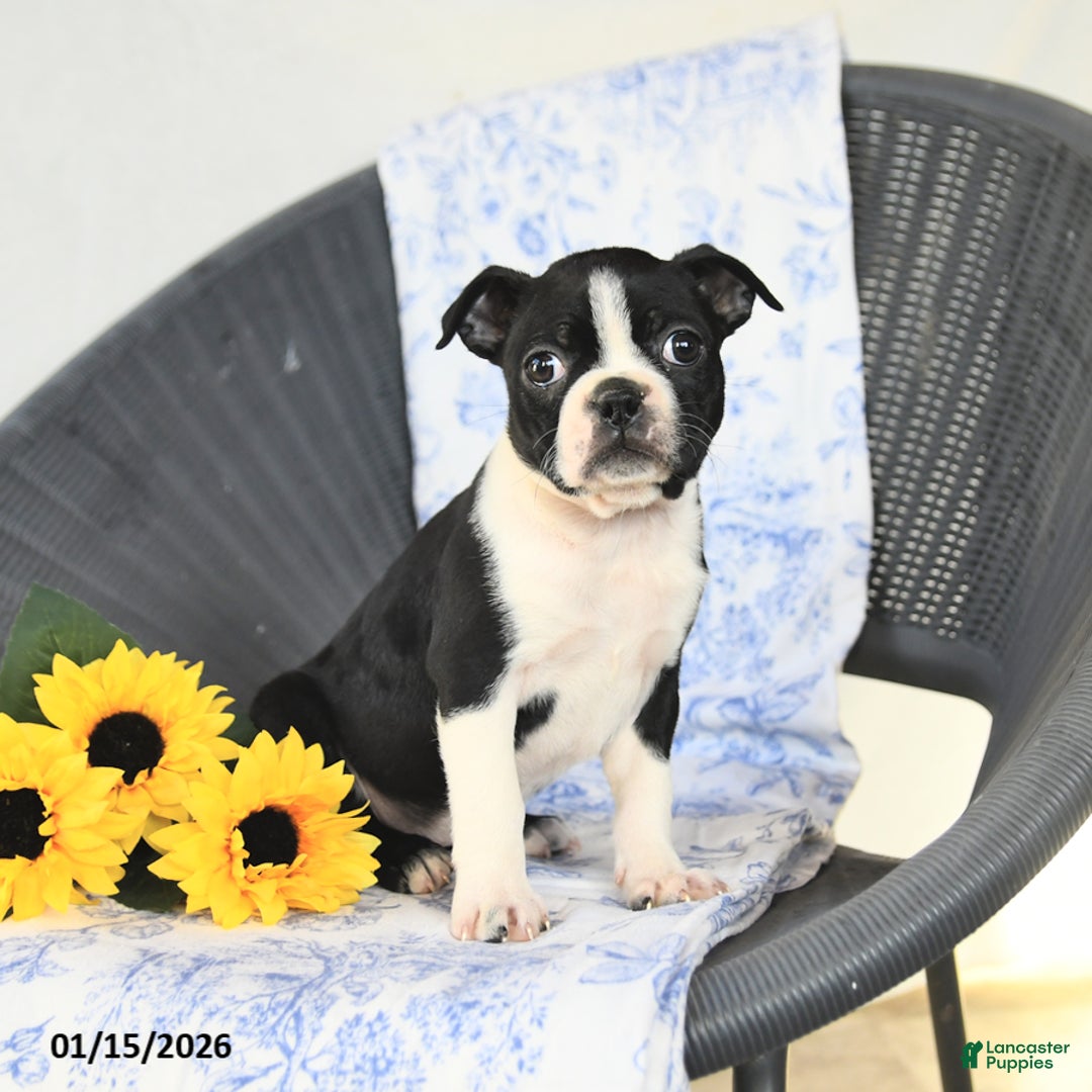 Boston Terrier dogs for sale: Christa - Ad 2