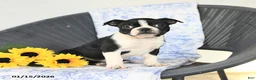 Boston Terrier dogs for sale: Christa - Ad 4