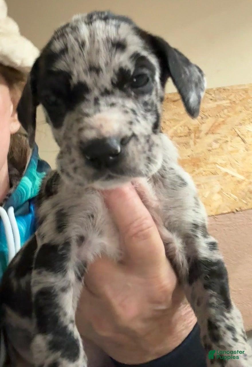 Great Dane dogs Female 1 - Ad 5