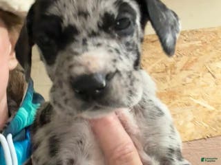 Great Dane dogs Female 1 - Ad 26