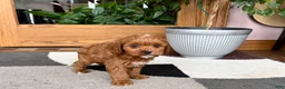 Cavapoo dogs for sale: Cavapoo 1 - Ad 7