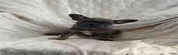 French Bulldog dogs for sale: French Bulldog Puppy 7 - Ad 2