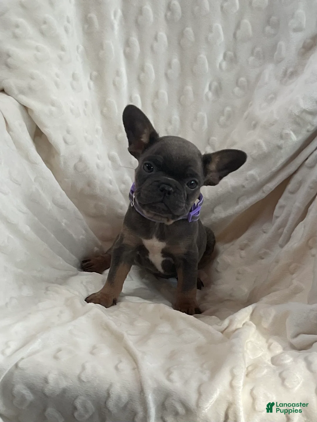 French Bulldog dogs for sale: French Bulldog Puppy 7 - Ad 2