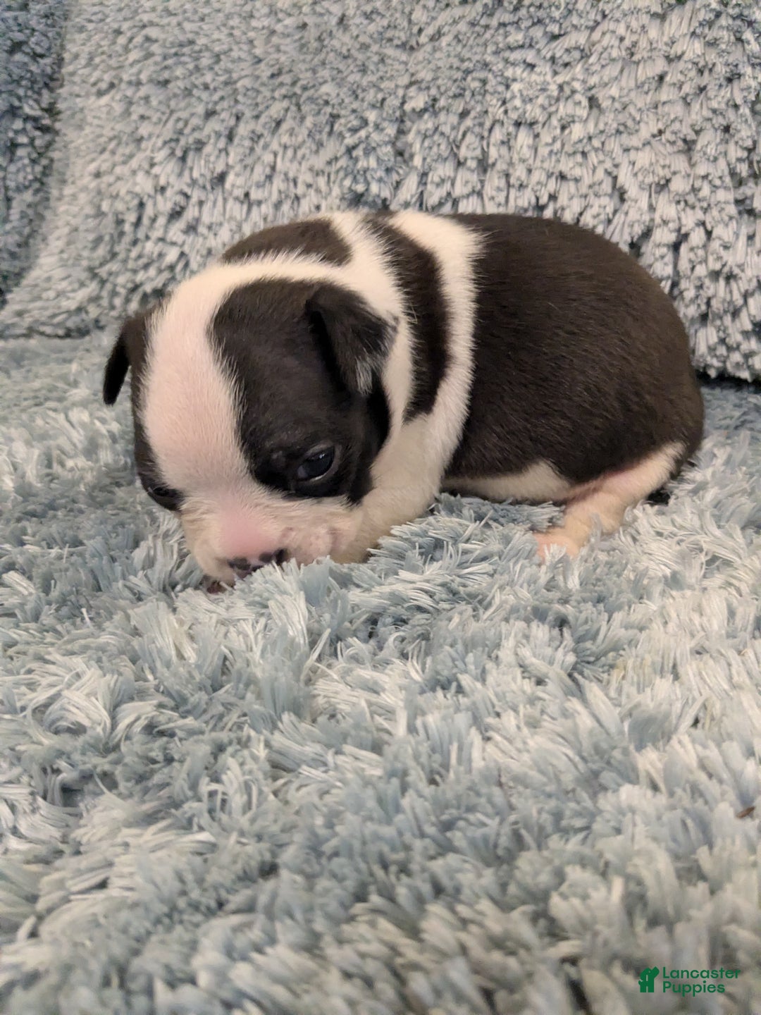 Boston Terrier dogs for sale: Boston Terrier Puppy 1 - Ad 2