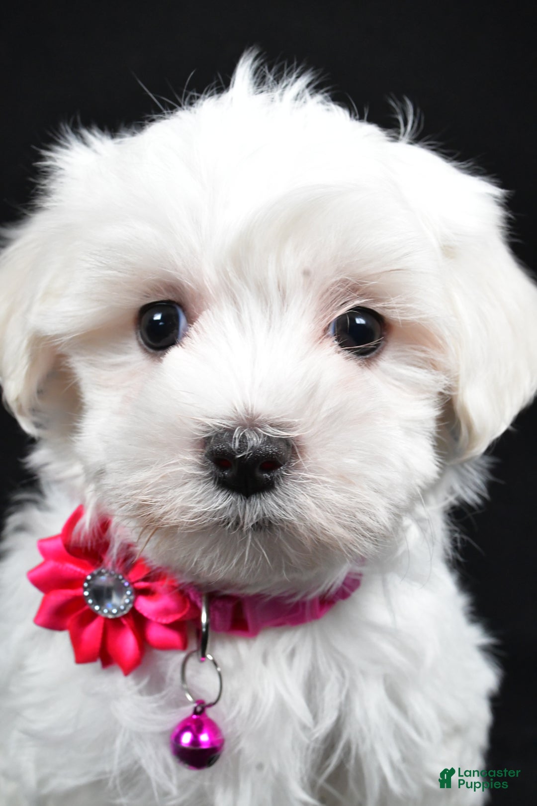 Maltese dogs for sale: Jill - Ad 2