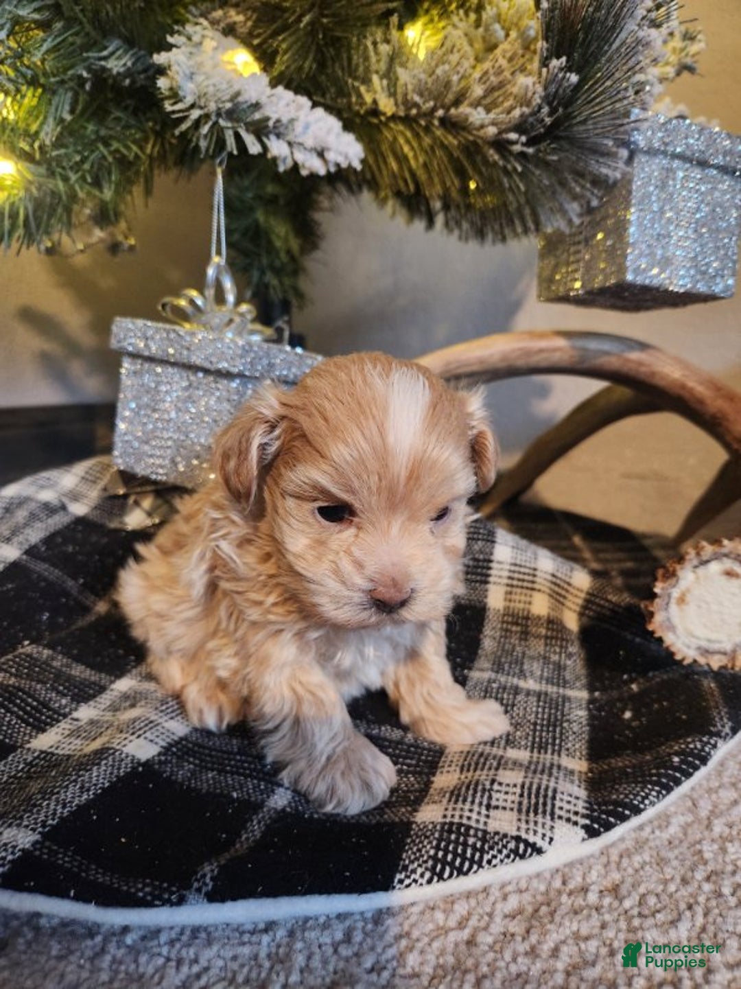 Maltipoo dogs for sale: Charley - Ad 8