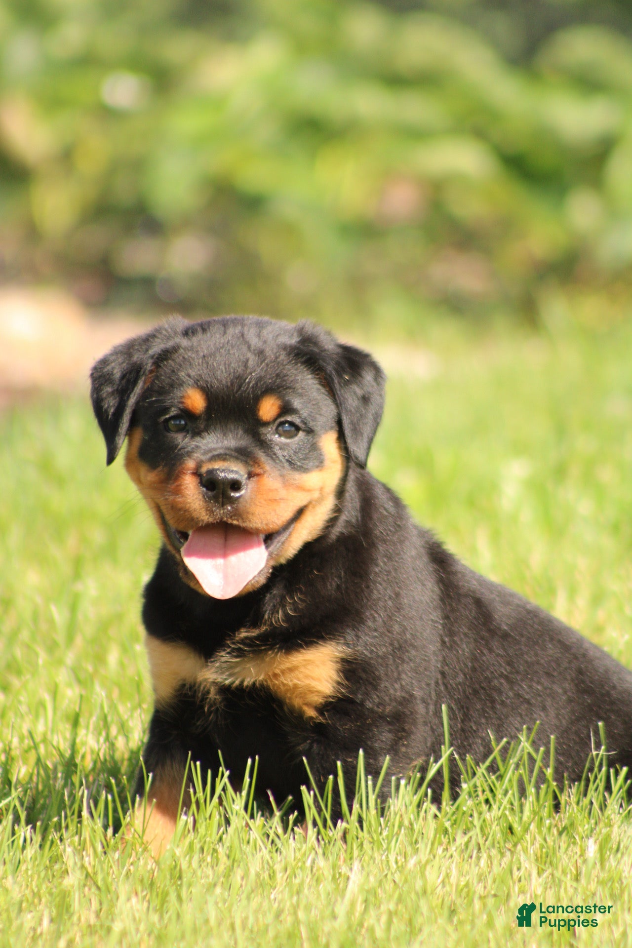 Rottweiler dogs Shon - Ad 1
