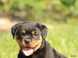 Rottweiler dogs for sale: Shon - Ad 2