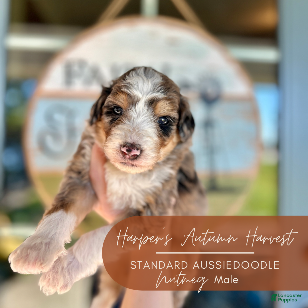 Aussiedoodle Puppies for sale in Cuyahoga Falls, Ohio Lancaster